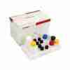 Florfenicol (FF) ELISA Kit 3