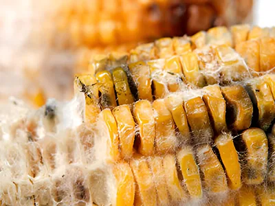 Aflatoxin Detection Methods0