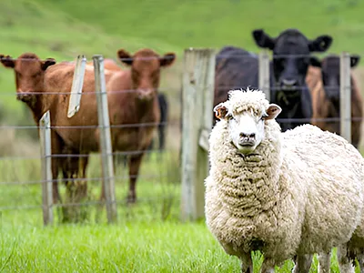 Brucellosis Antibody Detection Methods4
