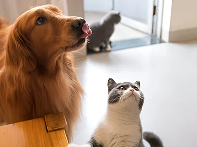 Pet Disease Detection Methods4