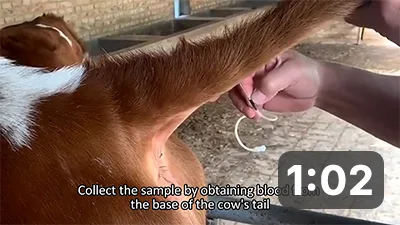 Bovine brucellosis Test